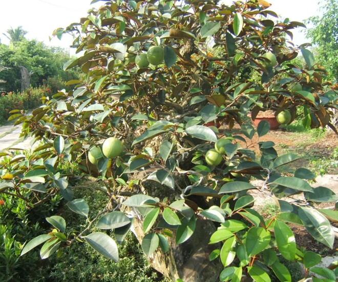 Vú sữa là cây ăn quả quen thuộc, cho giá trị kinh tế lớn, loại quả này cũng được nhiều người yêu thích