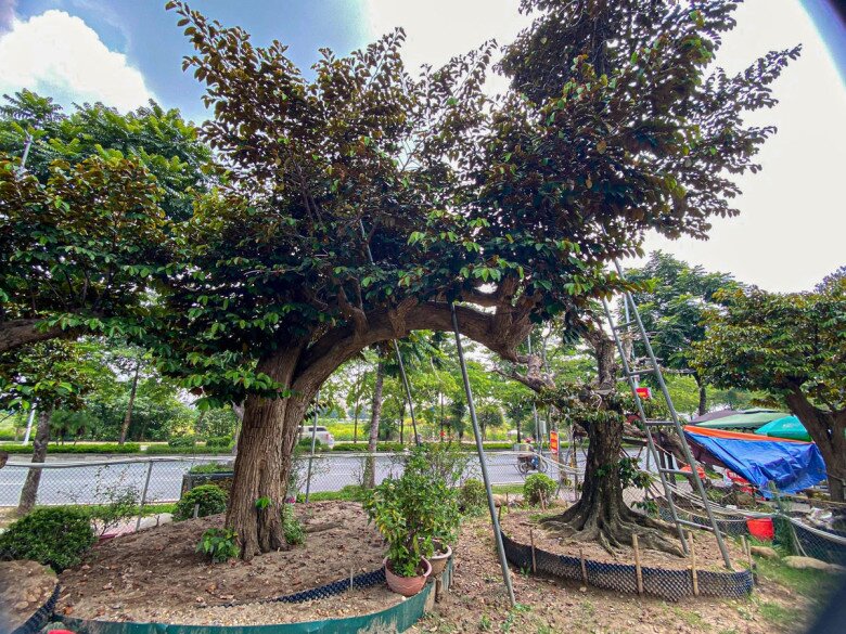 Cây vú sữa ngày càng được trồng nhiều trong sân vườn, vừa được tạo dáng thế đẹp lạ lại cho bóng mát