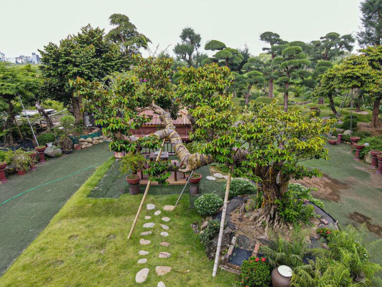 Những tác phẩm vú sữa bonsai cổ thụ được chăm sóc, tạo dáng tỉ mỉ có giá tiền tỷ 