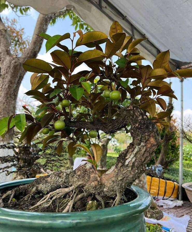 Vú sữa bonsai mini có giá chỉ hơn 100.000 đồng, ai cũng có thể mua để trưng trong nhà hay bàn làm việc