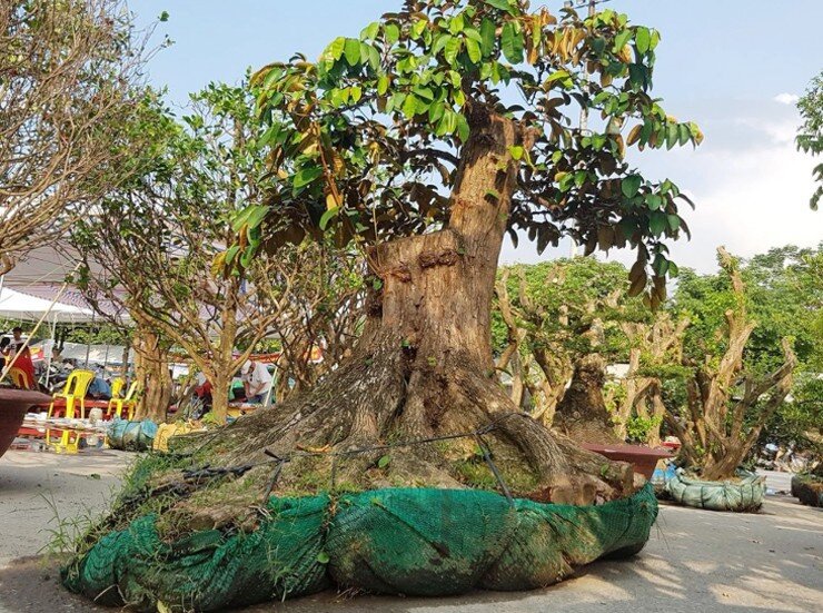 Ngày càng nhiều nghệ nhân sinh vật cảnh tìm đến vú sữa bonsai với ý nghĩa phong thủy và giá trị thẩm mỹ cao