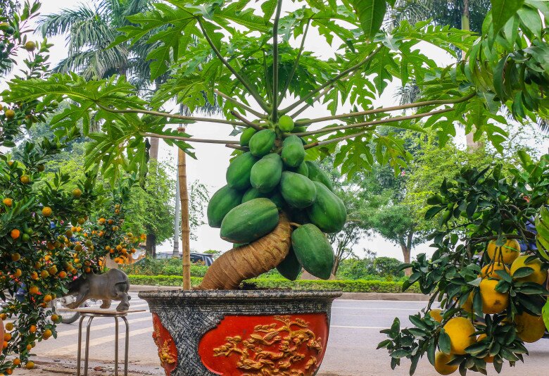 Đu đủ bonsai đắt khách nhờ dáng thế đẹp, lại mang ý nghĩa phong thủy