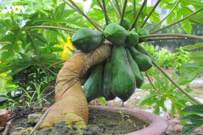 Đu đủ bonsai vẫn có thể sử dụng quả như loại cây ăn quả bình thường nên được nhiều người yêu thích