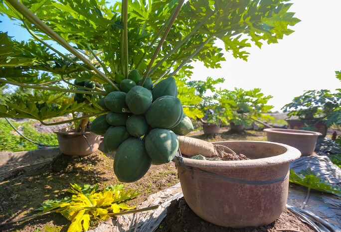Đu đủ bonsai có nhiều dáng thế lạ với giá trị tùy thuộc vào từng sản phẩm