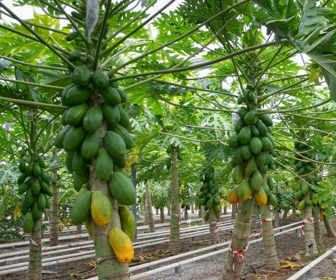 Cây đu đủ là cây ăn quả quen thuộc trong tự nhiên