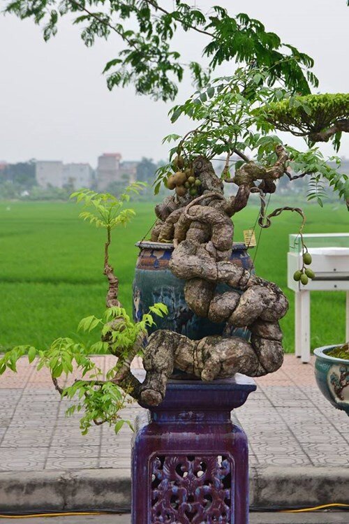 Cây cóc được các nghệ nhân sinh vật cảnh đưa lên chậu thành siêu phẩm bonsai