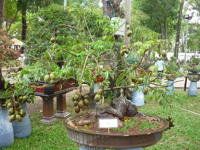 Cóc bonsai có nhiều kiểu dáng, kích thước với giá trị khác nhau