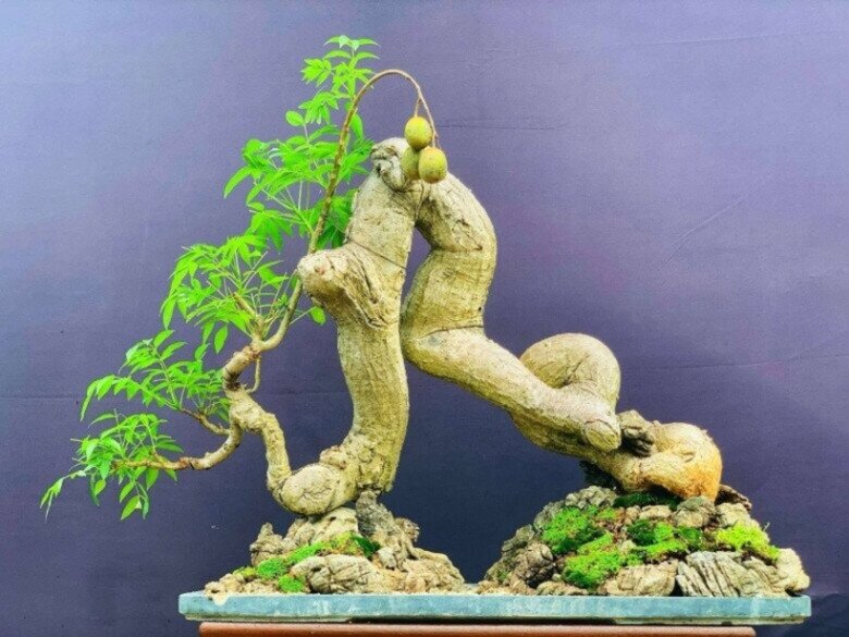 Có nhiều chậu cóc bonsai mini đẹp mắt, cho mọi người lựa chọn