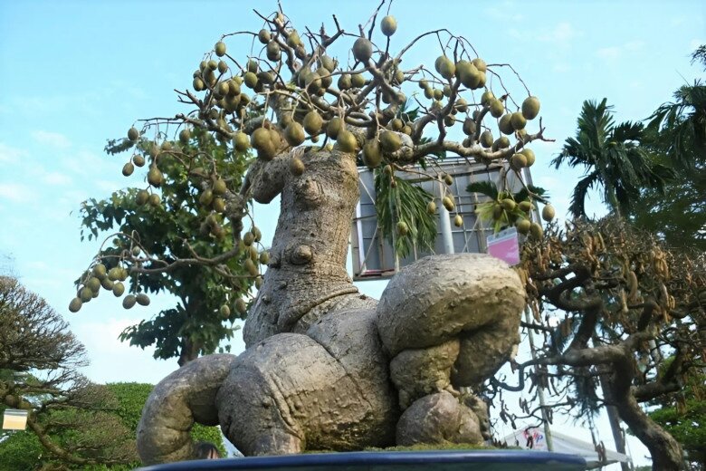 Siêu phẩm cóc bonsai được định giá nửa tỷ đồng mà chủ nhân không bán