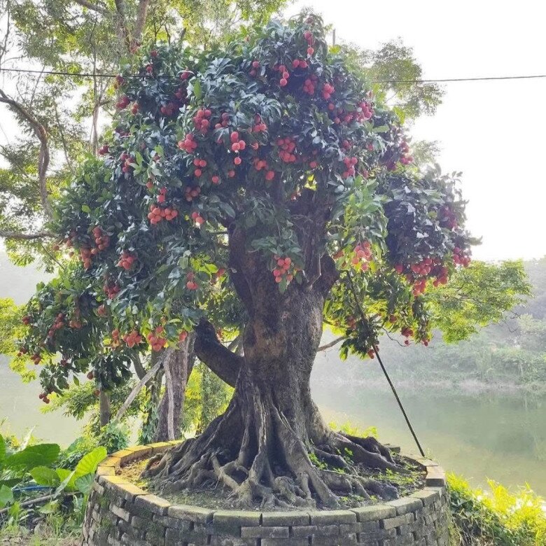 Cây vải được trồng vừa làm cảnh vừa thu hoạch quả ngọt