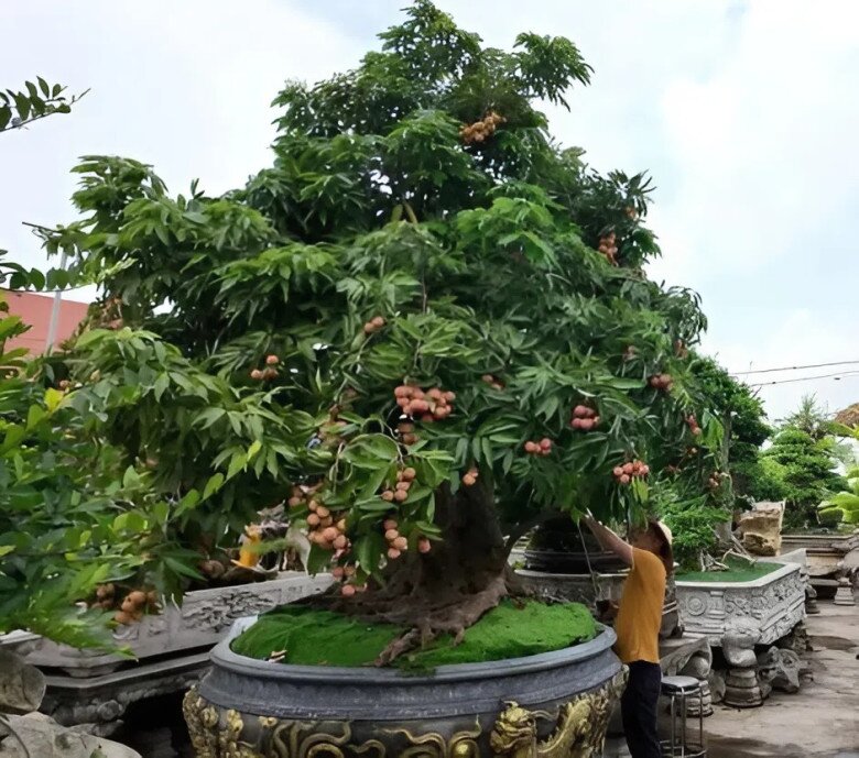 Gốc vải cổ thụ từng được định giá hàng trăm triệu đồng
