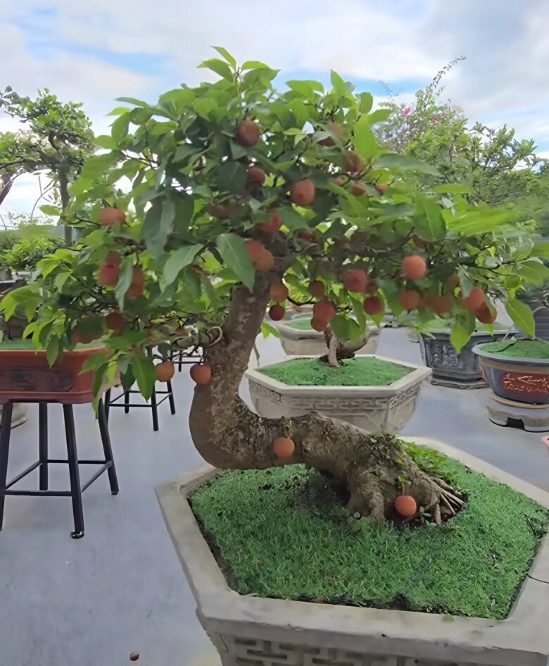 Tác phẩm vải bonsai có nhiều dáng thế lạ