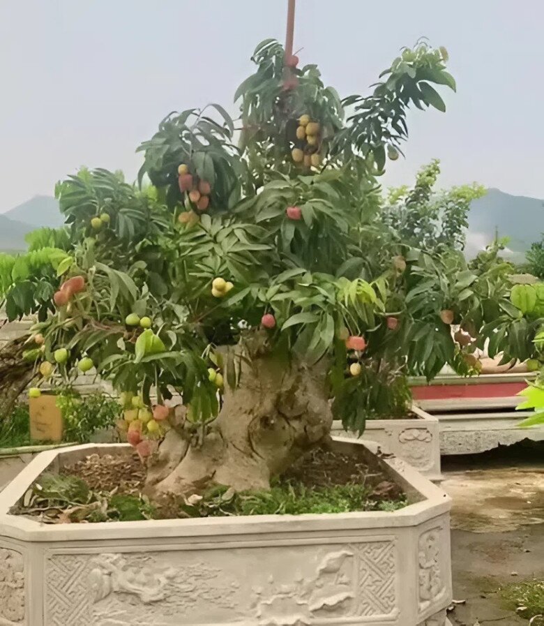Nhiều năm nay, cây vải được người chơi cây cảnh yêu thích