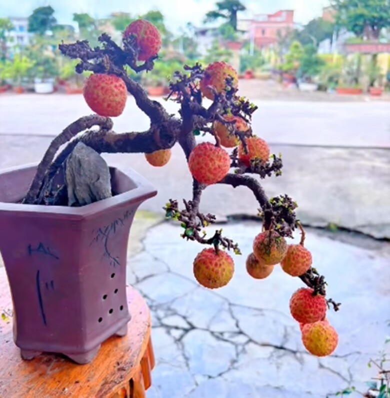 Có tác phẩm vải bonsai mini độc đáo, phục vụ người yêu cây cảnh