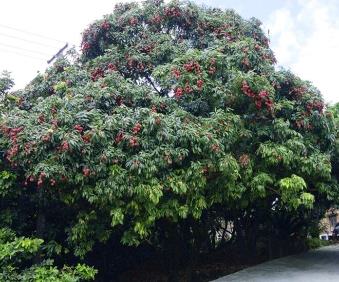 Vải là cây ăn quả quen thuộc, tán rộng và sai trĩu