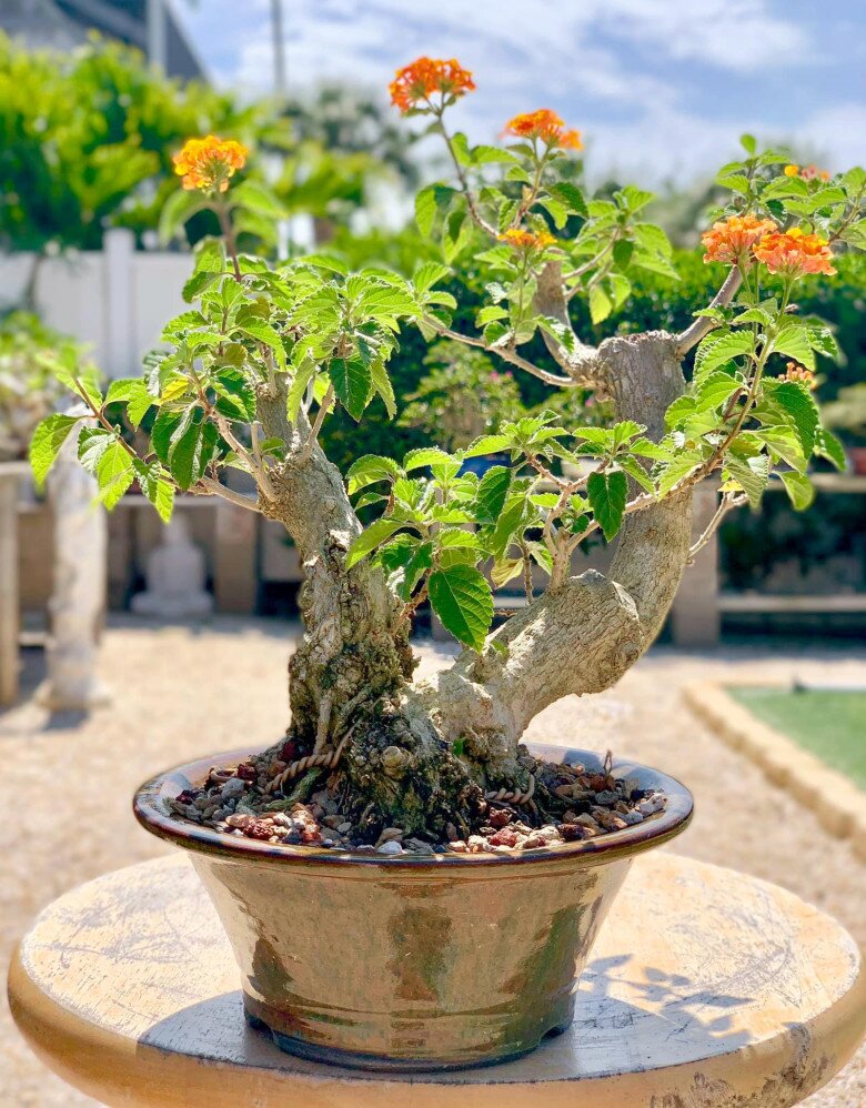 Có những chậu hoa ngũ sắc bonsai mini rất thích hợp trưng ở ban công hay trong không gian nhỏ