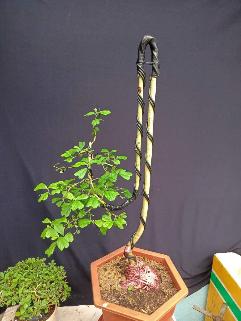 Hoa ké bonsai dễ uốn thành nhiều dáng thế độc đáo