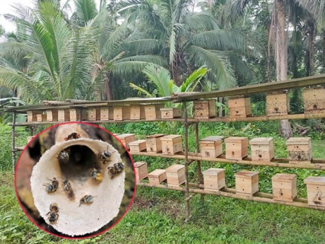 Nuôi loài vật nổi tiếng chăm chỉ, nghe tên thấy "ngượng đỏ mặt", người nông dân vươn lên làm giàu