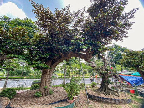 Cây ăn quả ở quê "lên chậu" thành bonsai đẹp lạ, mang ý nghĩa phong thủy đặc biệt, có cây giá 3 tỷ đồng