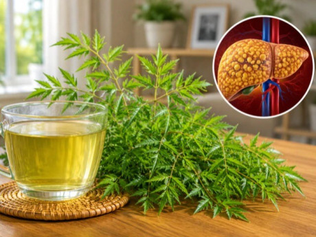 Người bị gan nhiễm mỡ uống nước lá đinh lăng có tốt không?
