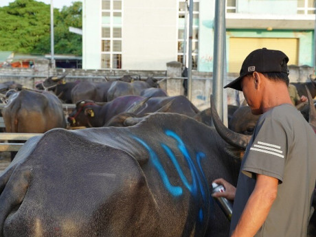 Phiên chợ đặc biệt ở Nghệ An, một vệt sơn chốt thương vụ cả chục triệu đồng