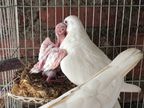 Nghề lạ ở Việt Nam: Nuôi loài chim nghe tên “ngượng đỏ mặt”, chỉ ăn rồi đẻ sòn sòn, nông dân vươn lên làm giàu