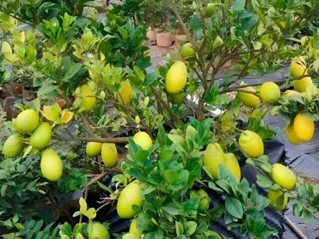 Cây ăn quả mọc ở bờ bụi lên chậu thành bonsai đẹp lạ, mang ý nghĩa phong thuỷ, giá đắt vẫn được "săn lùng"