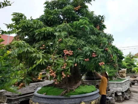Cây ăn quả quen thuộc “lên chậu” thành siêu phẩm bonsai, mang ý nghĩa phong thủy tài lộc, có cây giá trăm triệu đồng
