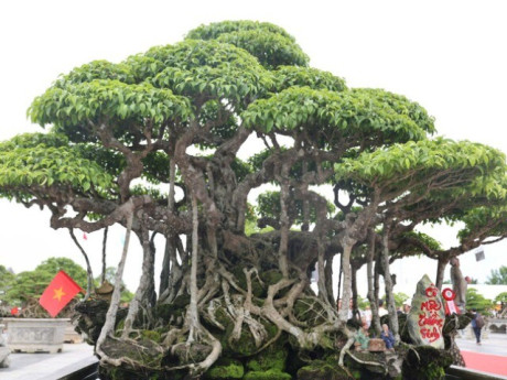 Choáng ngợp trước những cây bonsai bạc tỷ khoe dáng ở quảng trường Quảng Ngãi