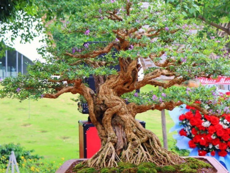 Cây dại nở hoa tỏa mùi thơm nức mũi “lên chậu” thành bonsai, mang lại tiền tài và phú quý, giá đắt đỏ vẫn được săn lùng