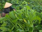 Lifestyle - Loại hoa nhiều người hái bỏ lại là "đặc sản" ngày hè, vừa giòn ngọt vừa dễ chế biến thành nhiều món ngon