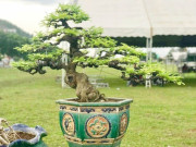 Tin tức - Cây ăn quả quen thuộc lên chậu thành siêu phẩm bonsai, mang ý nghĩa phong thủy tài lộc, có cây giá 10 tỷ đồng