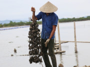 Tin tức - Nuôi loài không phải cho ăn, nông dân ven sông Rào Cái thu tiền tỷ
