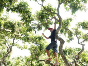 Lifestyle - Vườn nhãn hơn 300 gốc cổ thụ ở Cần Thơ có dáng uốn lượn như rồng hút khách