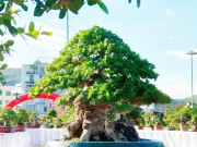 Tin tức - Cây dại ở hàng rào "lên chậu" thành bonsai, có cây hơn 1 tỷ đồng, tỏa mùi thơm đặc biệt và mang lại may mắn