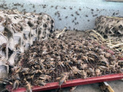 Tin tức - Nghề lạ ở Việt Nam: Nuôi loài vật tí hon lại kêu vang nhà, cứ 1 tháng là xuất bán, nông dân vươn lên làm giàu