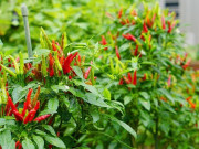 Sức khỏe - Loại lá nhiều người bỏ đi nhưng giàu canxi, được ví như "nhân sâm của người nghèo"