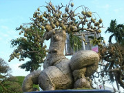 Cây ăn quả quen thuộc lên chậu thành bonsai được ưa chuộng, có cây giá nửa tỷ đồng, mang lại may mắn và tài lộc
