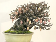 Tin tức - Cây ăn quả quen thuộc lên chậu thành bonsai lạ, dáng đẹp mắt lại mang ý nghĩa phong thủy, có cây giá trăm triệu đồng