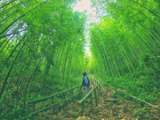 Lifestyle - Cách Hà Nội 300km có khu rừng kỳ bí, hút khách du lịch thập phương vì vẻ đẹp tựa tranh vẽ, góc nào check-in cũng đẹp