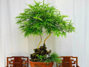 Tin tức - Cây mọc bờ bụi ở làng quê "lên chậu" thành bonsai độc lạ, mang lại phú quý tài lộc, giá gần trăm triệu đồng