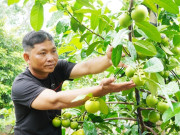 Tin tức - Người đàn ông Cần Thơ trồng hồng ruột nâu lạ mắt, thu 700 triệu đồng/năm