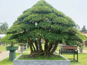 Tin tức - Cây dại cho hoa và quả đẹp mắt lên chậu thành bonsai, mang lại may mắn và thịnh vượng, có cây giá tiền tỷ