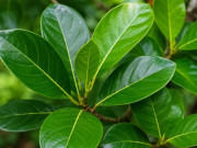 Sức khỏe - Lá mít có tác dụng gì?
