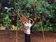Lifestyle - Vào vườn đặc sản chín đỏ, lúc lỉu ở Phú Quốc, khách hái mỏi tay, ăn thoả thích