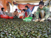 Tin tức - Bỏ ruộng lúa, nông dân Nghệ An nuôi con "siêu đẻ", thu 500 triệu đồng/vụ