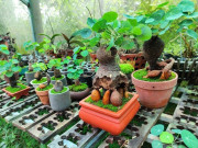 Tin tức - Loại cây mọc dại “lên chậu” thành bonsai độc lạ, đắt khách nhờ ý nghĩa phong thủy, có cây giá chục triệu đồng