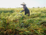 Tin tức - Nông dân Hà Nội chạy đua cứu lúa giữa đồng ngập nước