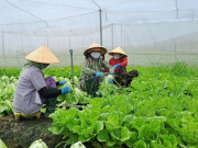 Tiêu dùng - Giá rau xanh ở TPHCM tăng cao: "Chúng tôi gần như không có rau để bán"