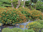 Tin tức - Cây mọc dại “lên chậu” thành bonsai độc lạ, nở hoa rực rỡ quanh năm, giá tiền triệu nhờ ý nghĩa phong thủy 